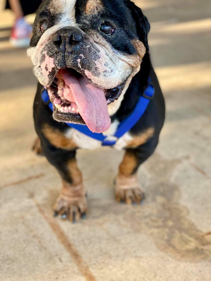 Dog for adoption Ernie, an English Bulldog in Austin, TX
