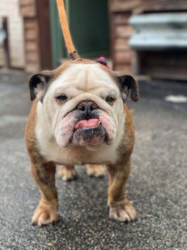 Dog for adoption Ottoman, an English Bulldog in Austin