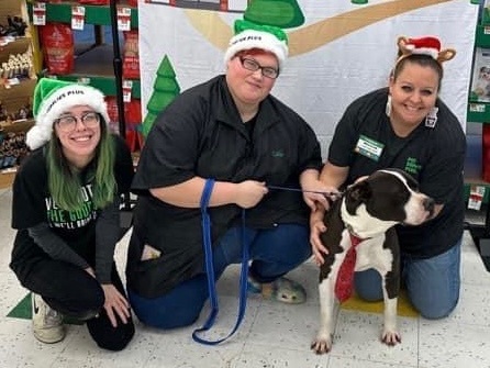 Tank, an adoptable Pit Bull Terrier in Utica, OH, 43080 | Photo Image 2