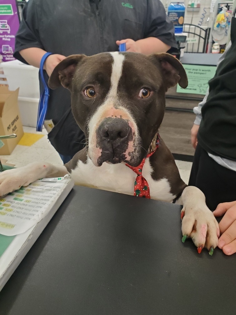 Tank, an adoptable Pit Bull Terrier in Utica, OH, 43080 | Photo Image 3