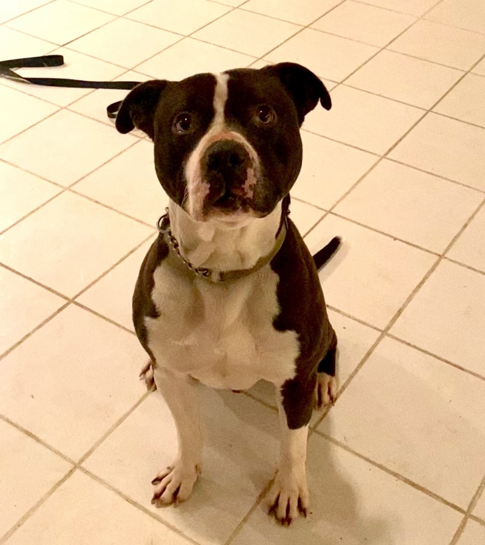 Tank, an adoptable Pit Bull Terrier in Utica, OH, 43080 | Photo Image 1