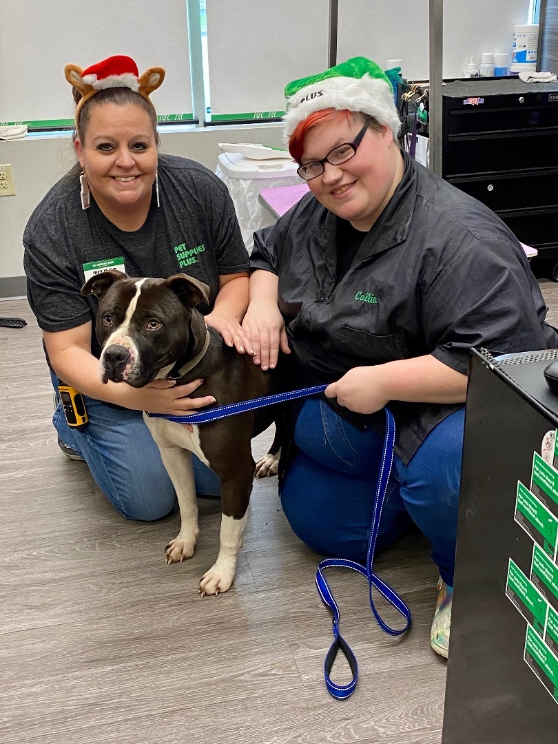 Tank, an adoptable Pit Bull Terrier in Utica, OH, 43080 | Photo Image 4