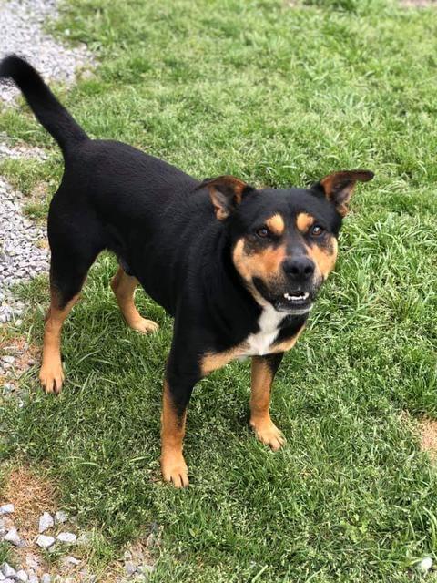 Rufus, an adoptable Cattle Dog, Terrier in New Bern, NC, 28563 | Photo Image 1