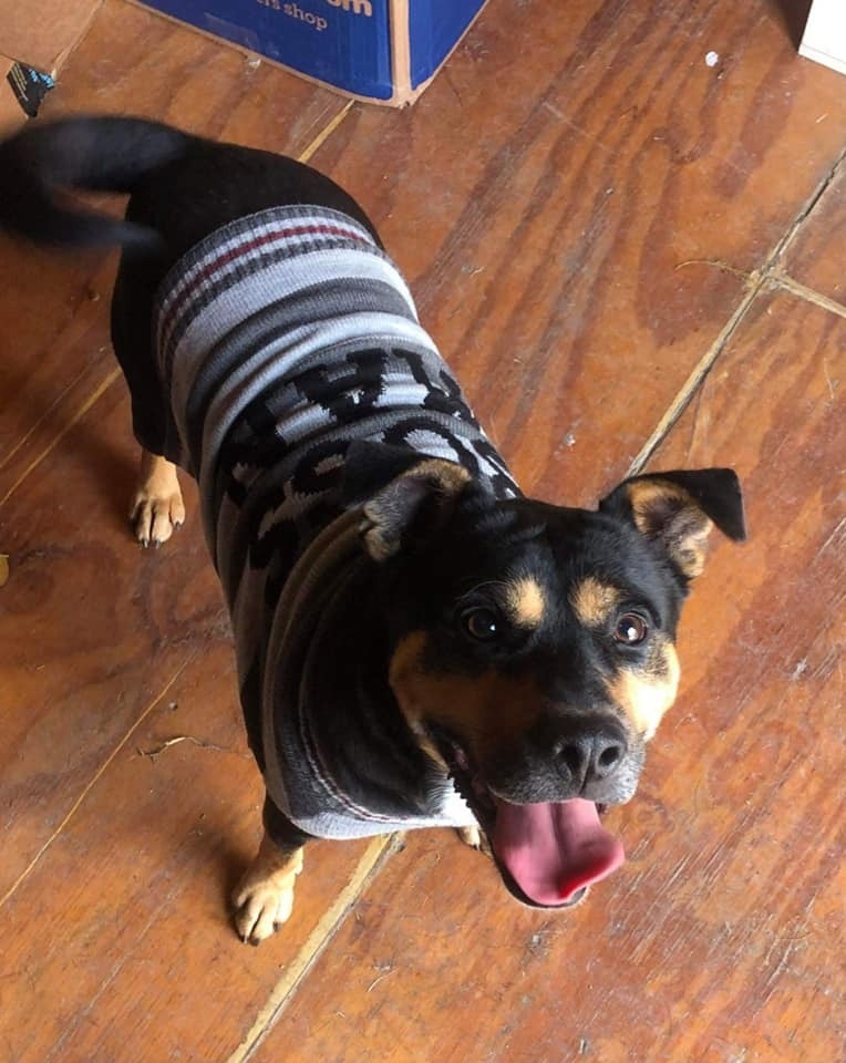 Rufus, an adoptable Cattle Dog, Terrier in New Bern, NC, 28563 | Photo Image 2