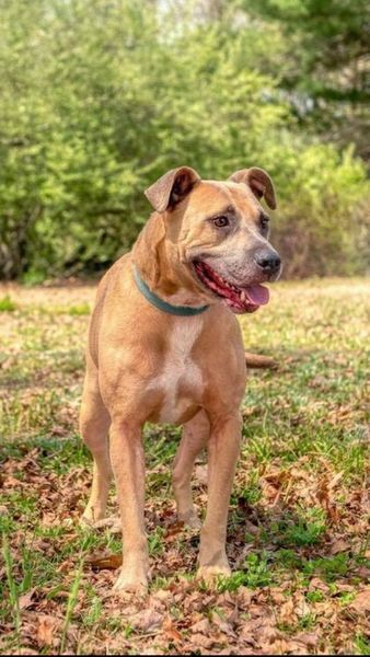 Roscoe, an adoptable American Staffordshire Terrier in Centerville, TN, 37033 | Photo Image 1