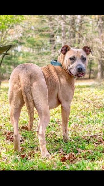 Roscoe, an adoptable American Staffordshire Terrier in Centerville, TN, 37033 | Photo Image 3