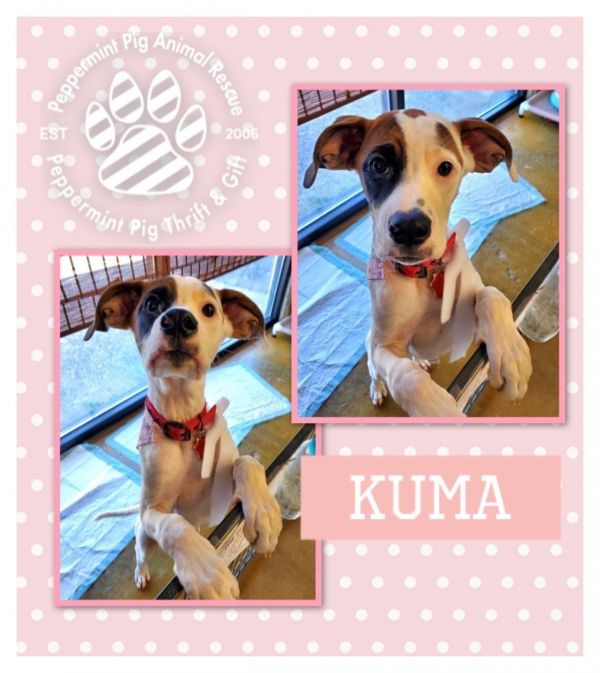 Kuma thumbnail 2