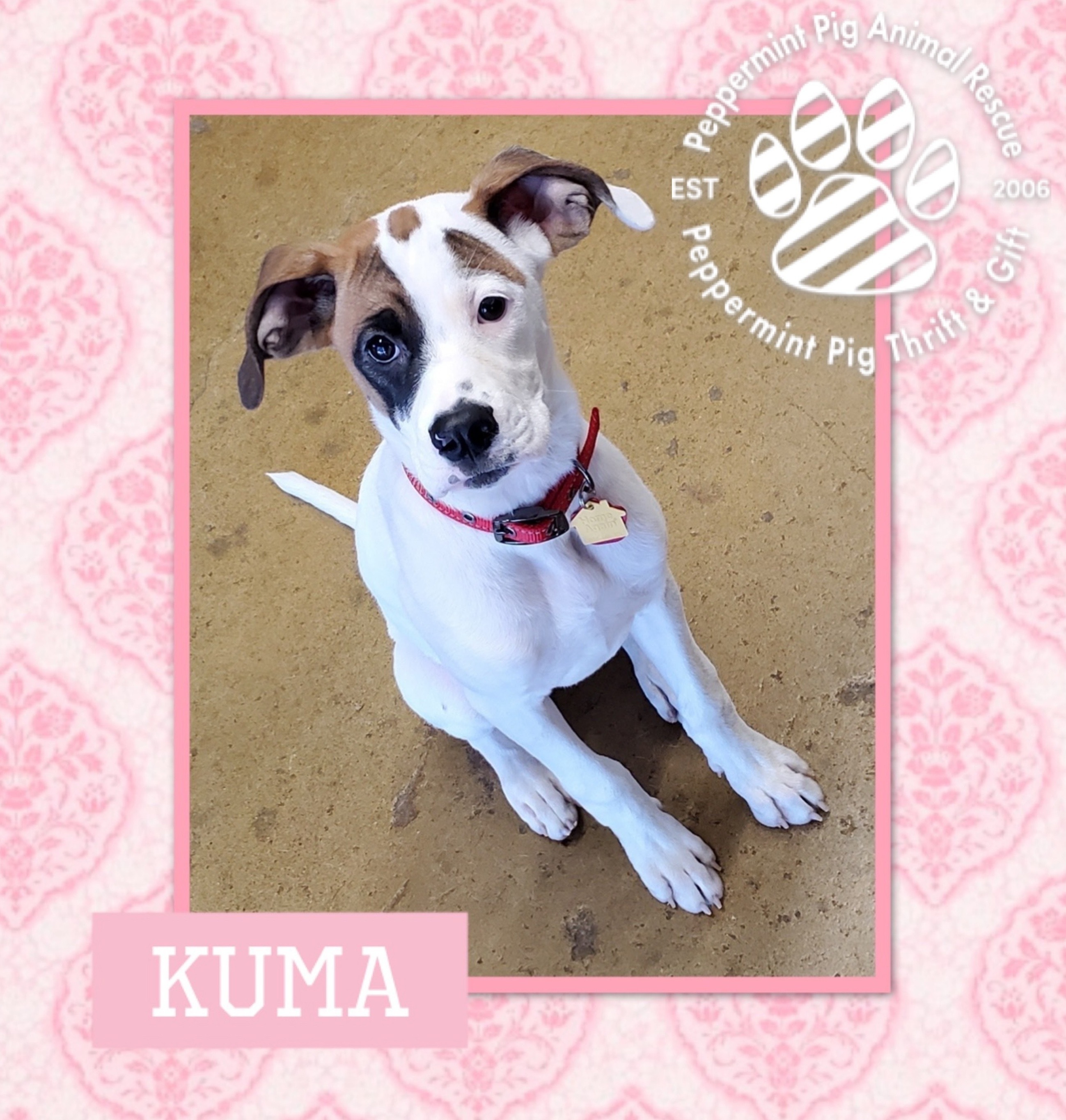 Kuma, an adoptable Boxer, Labrador Retriever in Cincinnati, OH, 45255 | Photo Image 4