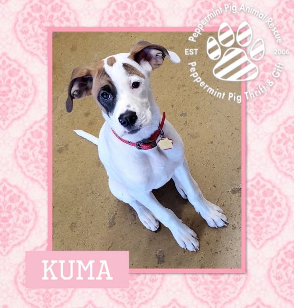 Kuma thumbnail 3
