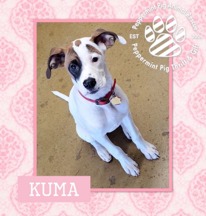 Kuma 4