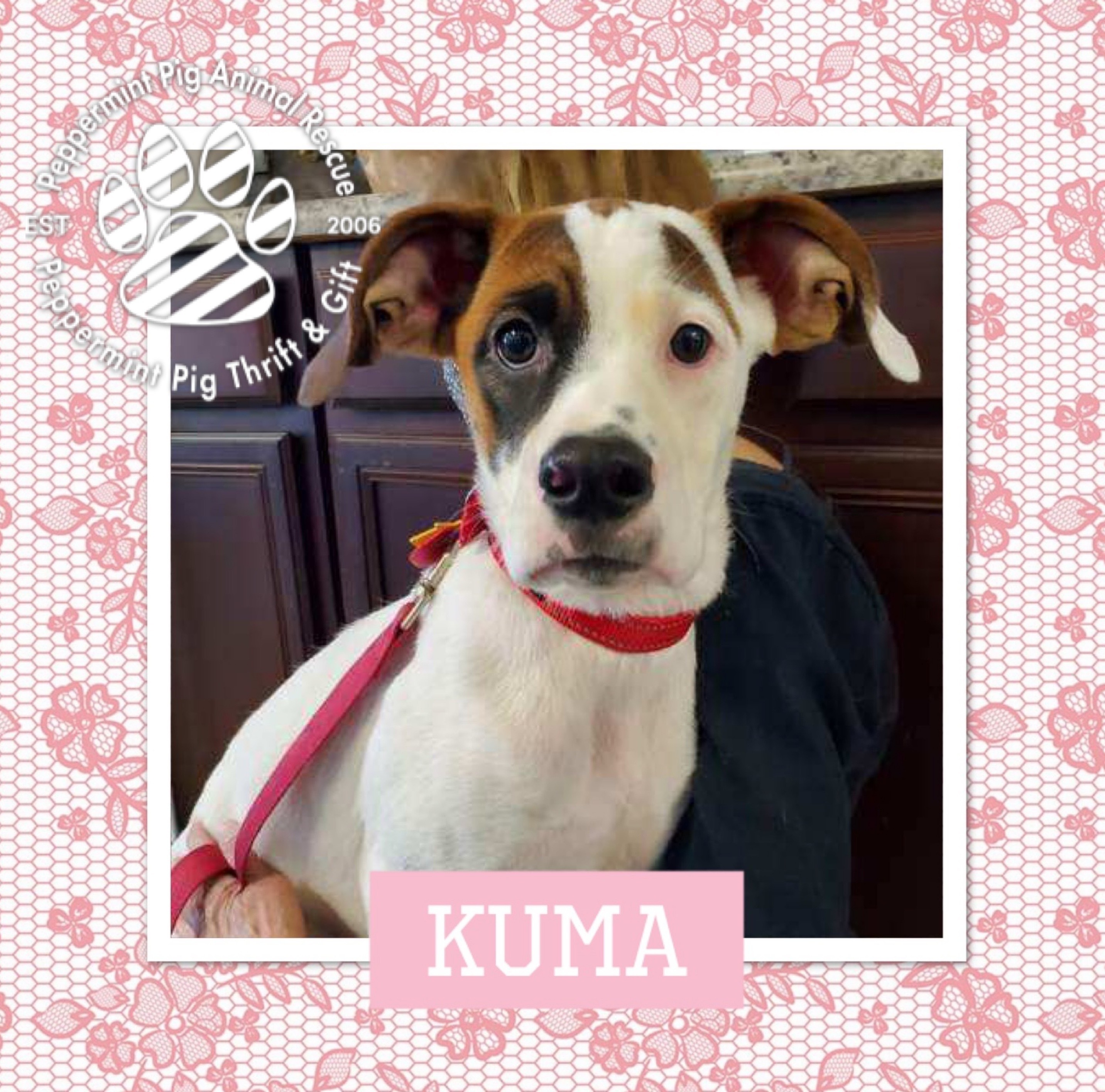 Kuma, an adoptable Boxer, Labrador Retriever in Cincinnati, OH, 45255 | Photo Image 6