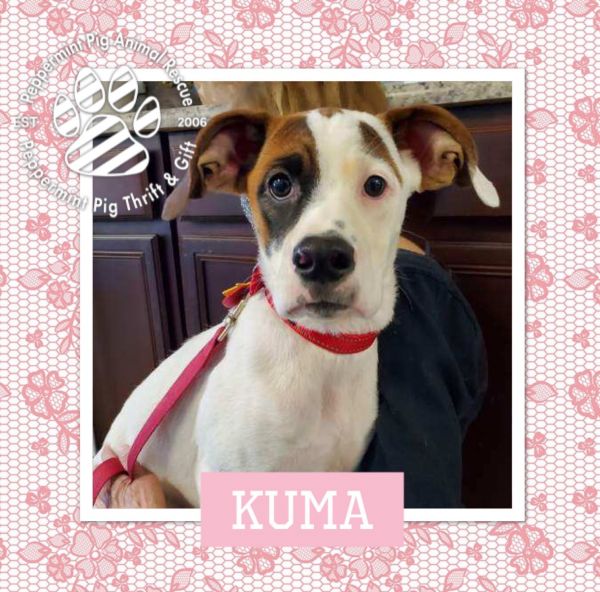 Kuma thumbnail 4