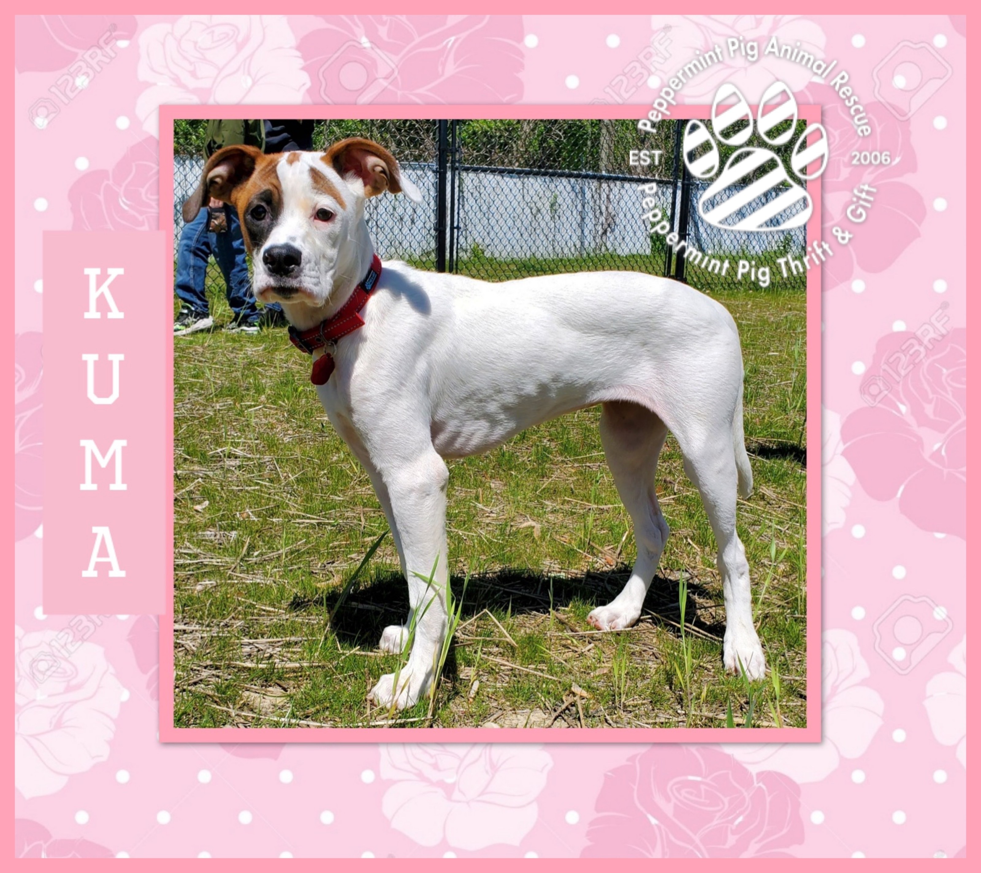 Kuma, an adoptable Boxer, Labrador Retriever in Cincinnati, OH, 45255 | Photo Image 8