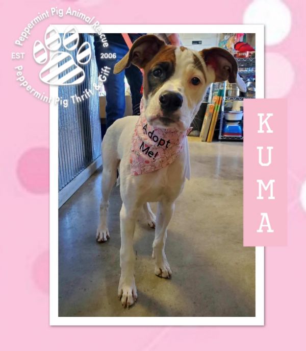 Kuma thumbnail 6