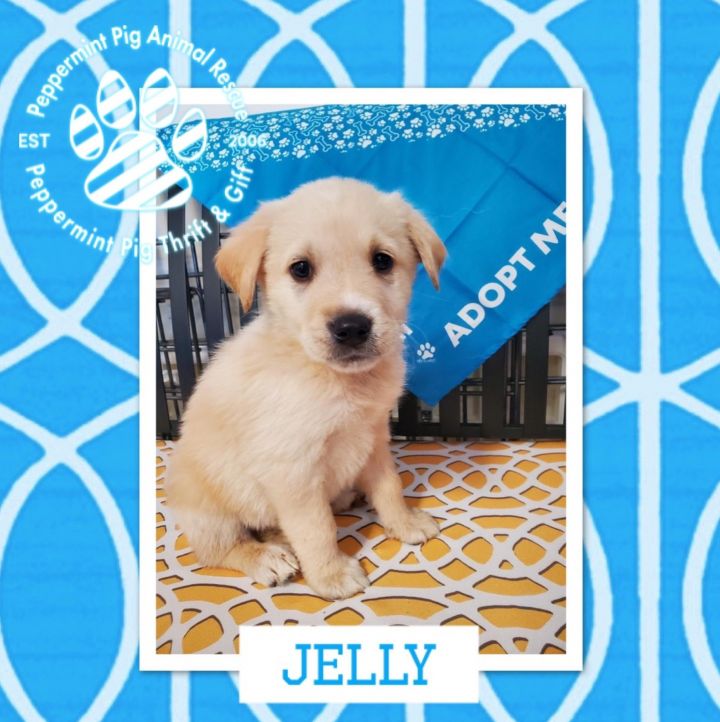 Dog For Adoption Jelly A Labrador Retriever Great Pyrenees Mix In Cincinnati Oh Petfinder