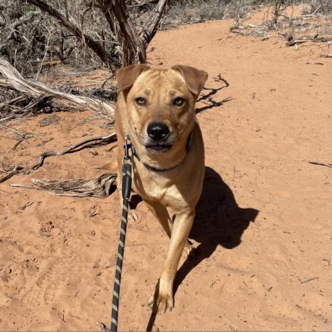 Destiny, an adoptable Labrador Retriever, Shar-Pei in Kanab, UT, 84741 | Photo Image 1