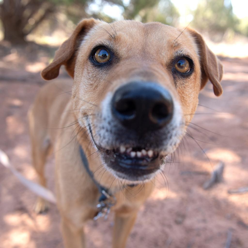 Destiny, an adoptable Labrador Retriever, Shar-Pei in Kanab, UT, 84741 | Photo Image 1