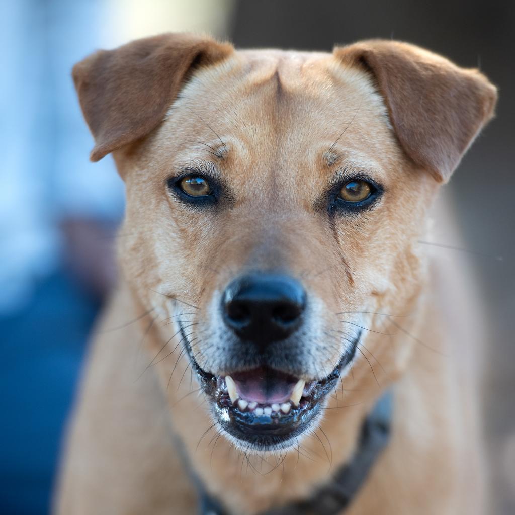 Destiny, an adoptable Labrador Retriever, Shar-Pei in Kanab, UT, 84741 | Photo Image 2