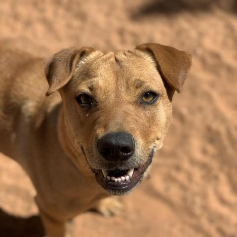 Destiny, an adoptable Labrador Retriever, Shar-Pei in Kanab, UT, 84741 | Photo Image 4
