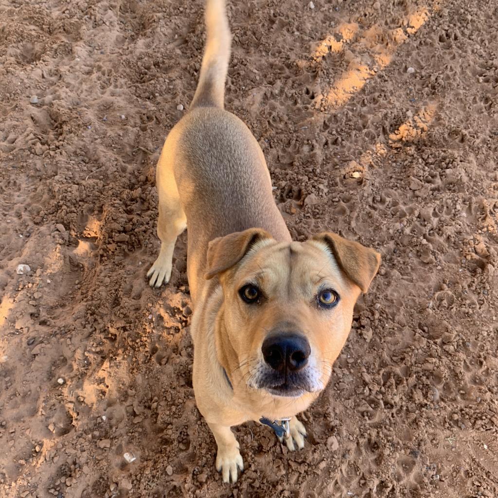 Destiny, an adoptable Labrador Retriever, Shar-Pei in Kanab, UT, 84741 | Photo Image 5