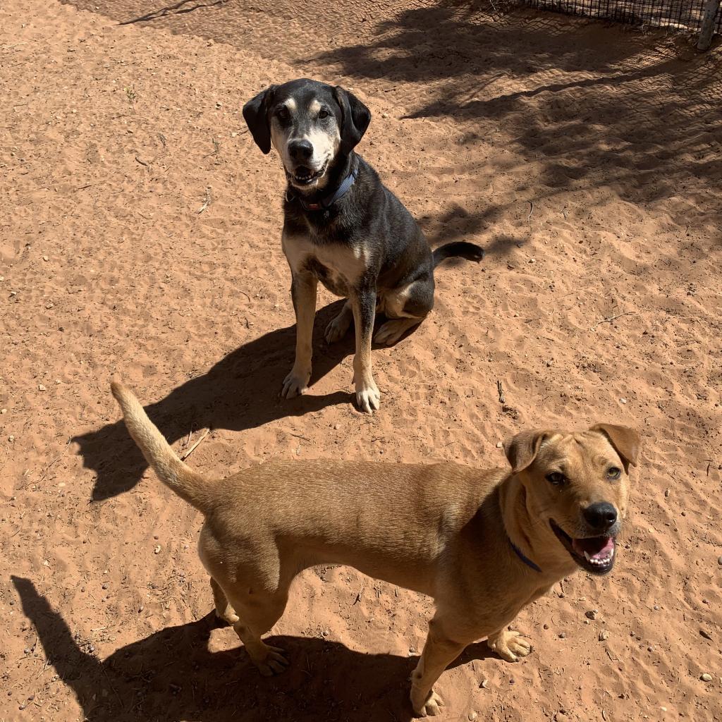 Destiny, an adoptable Labrador Retriever, Shar-Pei in Kanab, UT, 84741 | Photo Image 6