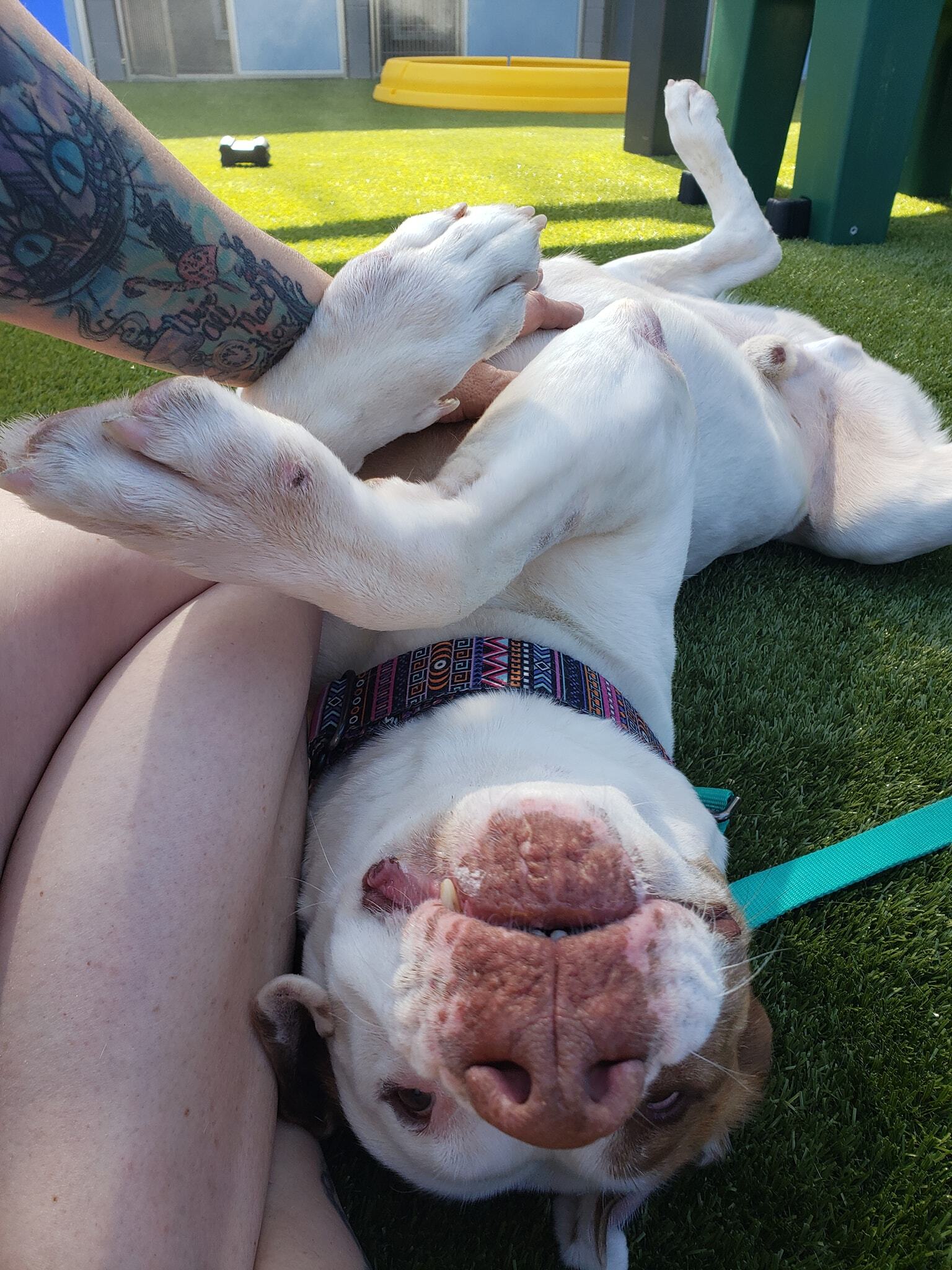 Buster, an adoptable Pit Bull Terrier, English Pointer in Phoenix, AZ, 85041 | Photo Image 3