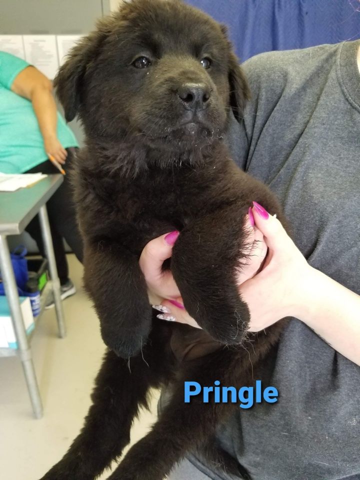 Pringle 1