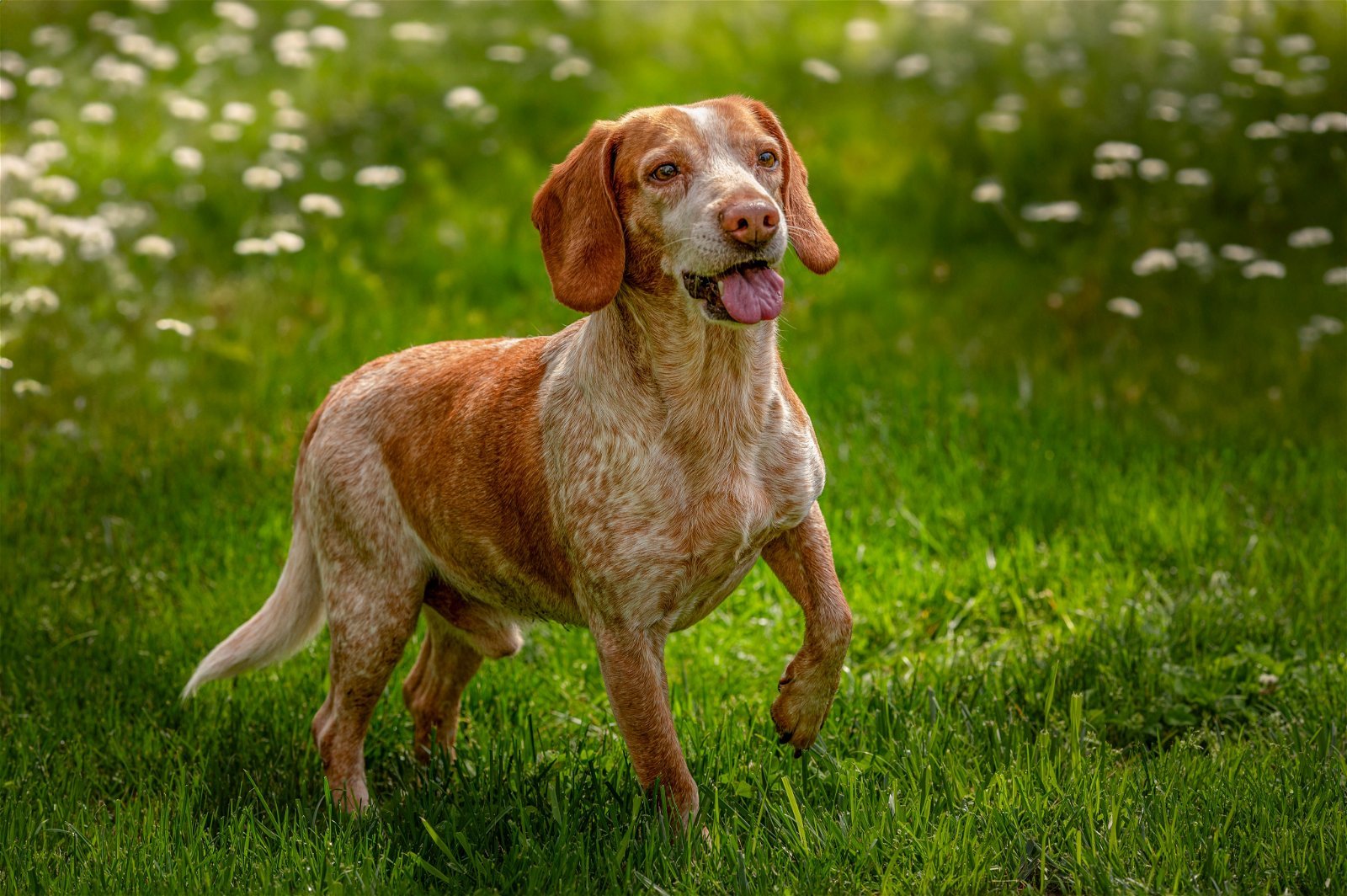 Bucky, an adoptable Beagle in Woodbridge, CT, 06525 | Photo Image 1