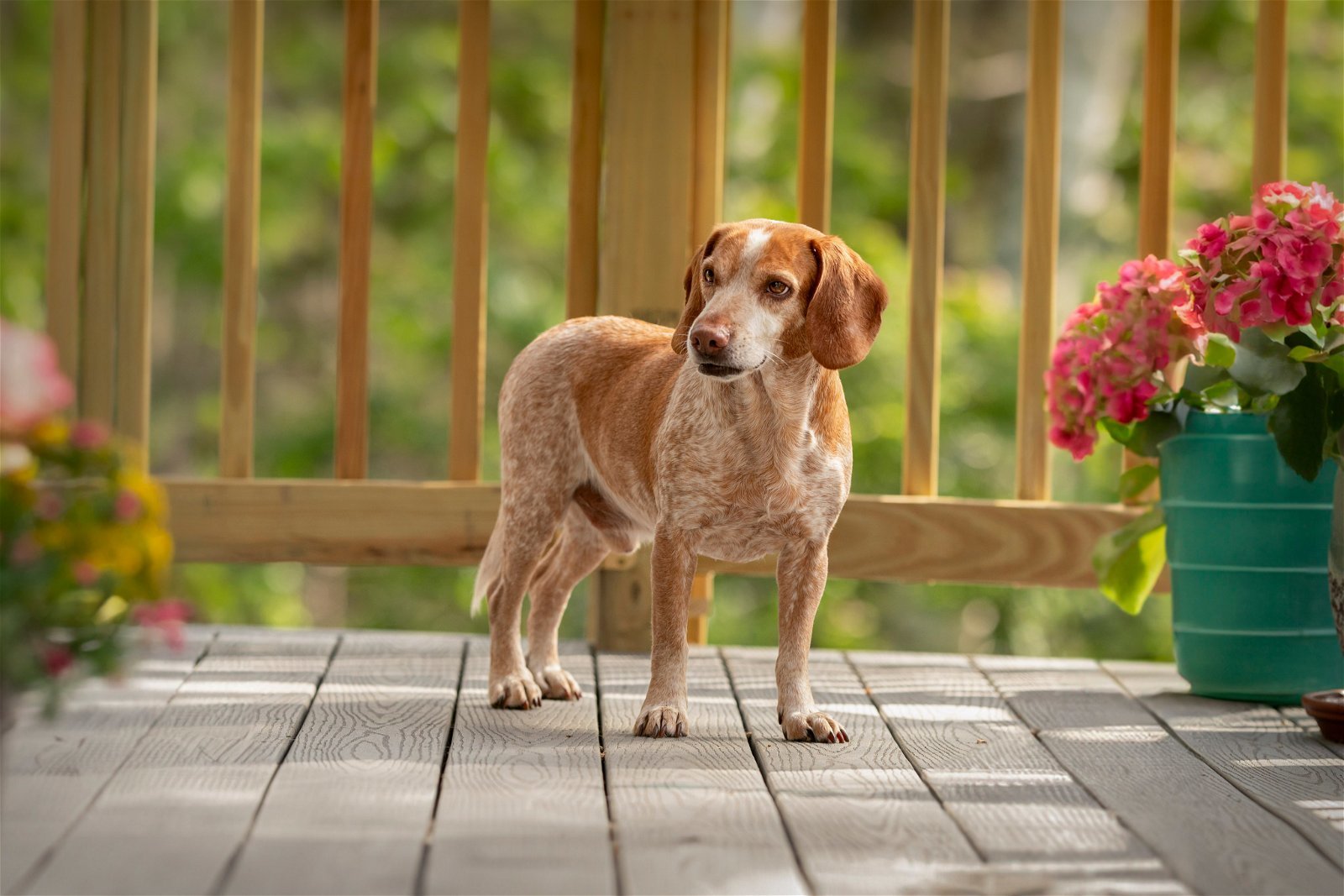 Bucky, an adoptable Beagle in Woodbridge, CT, 06525 | Photo Image 2