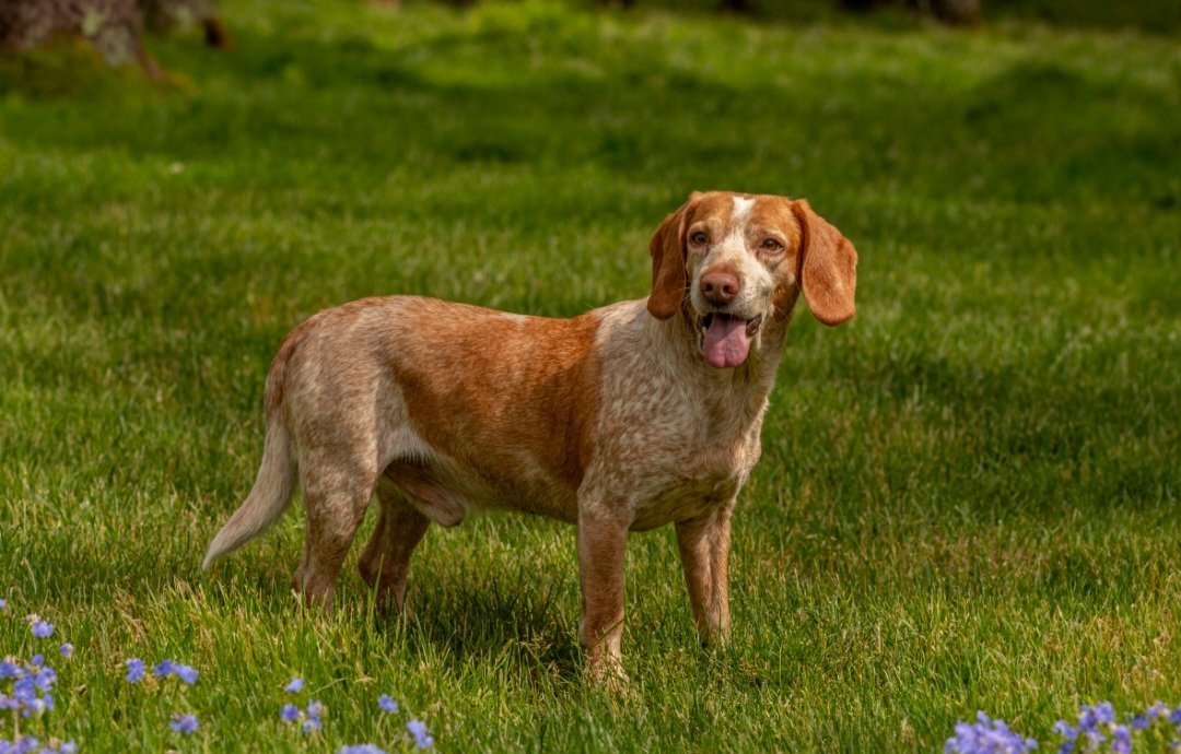 Bucky, an adoptable Beagle in Woodbridge, CT, 06525 | Photo Image 3