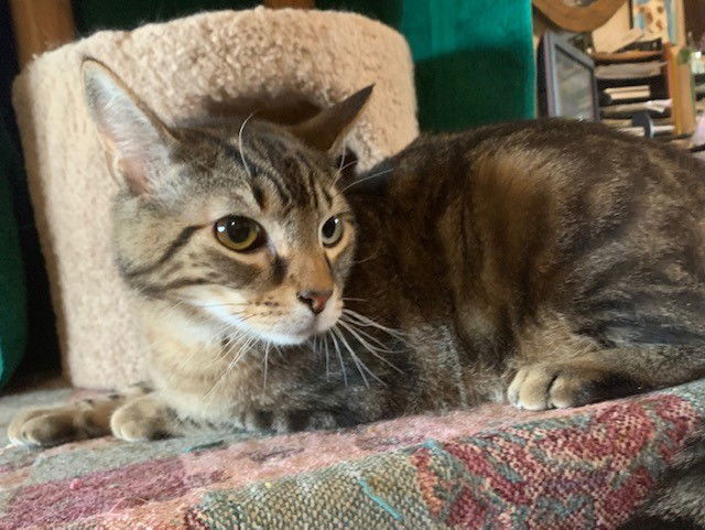 Simon, an adoptable Domestic Short Hair in Crescent, OK, 73028 | Photo Image 1