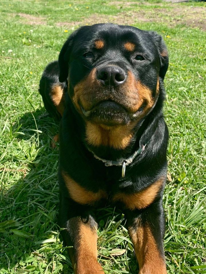 Gypsy, an adopted Rottweiler in Parma Heights, OH_image-2