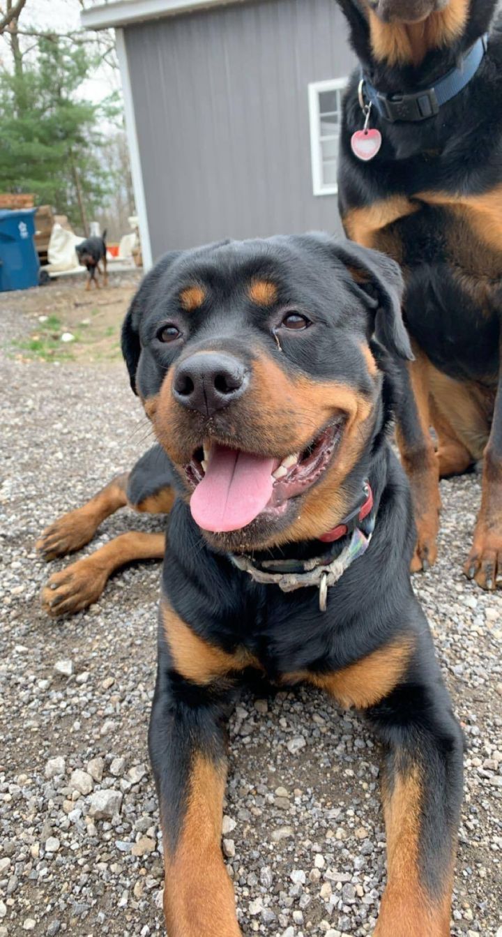 Gypsy, an adopted Rottweiler in Parma Heights, OH_image-1