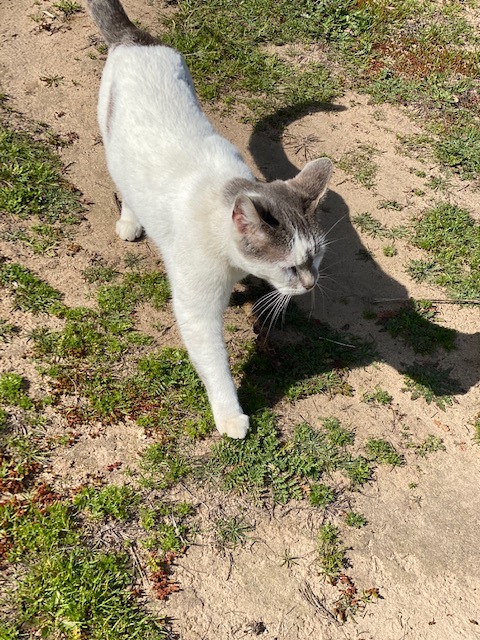 Amy Cat (Garden Cat), an adoptable Domestic Short Hair in Santa Cruz, CA, 95063 | Photo Image 2