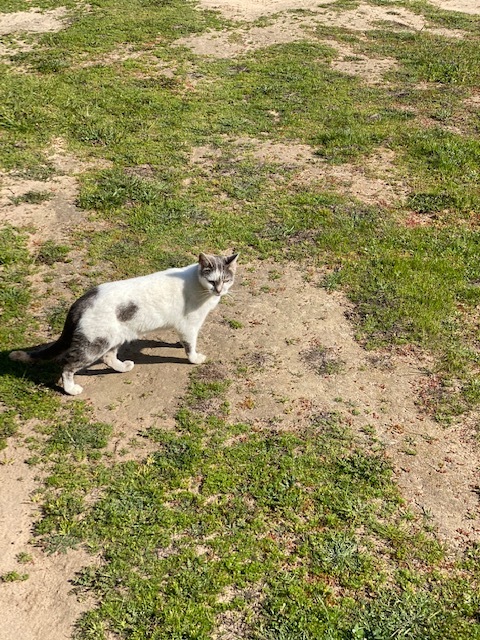 Amy Cat (Garden Cat), an adoptable Domestic Short Hair in Santa Cruz, CA, 95063 | Photo Image 1