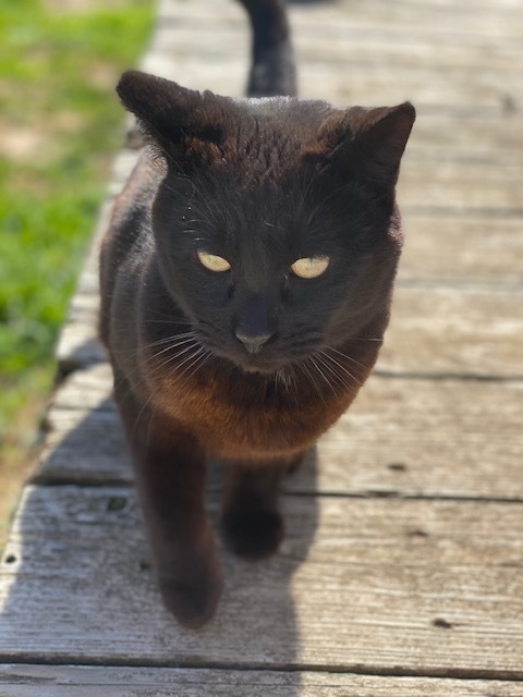 Senor Gato Supremo (Garden Cat), an adoptable Domestic Short Hair in Santa Cruz, CA, 95063 | Photo Image 2