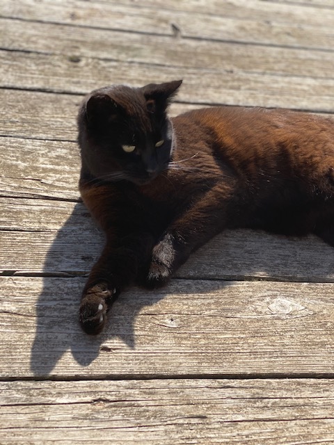 Senor Gato Supremo (Garden Cat), an adoptable Domestic Short Hair in Santa Cruz, CA, 95063 | Photo Image 3