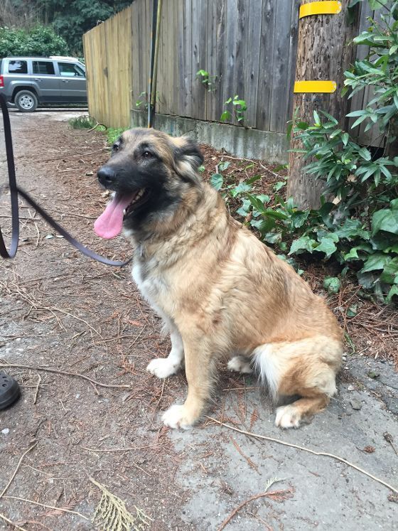 Maia, an adoptable German Shepherd Dog, Belgian Shepherd / Malinois in Ben Lomond, CA, 95005 | Photo Image 2