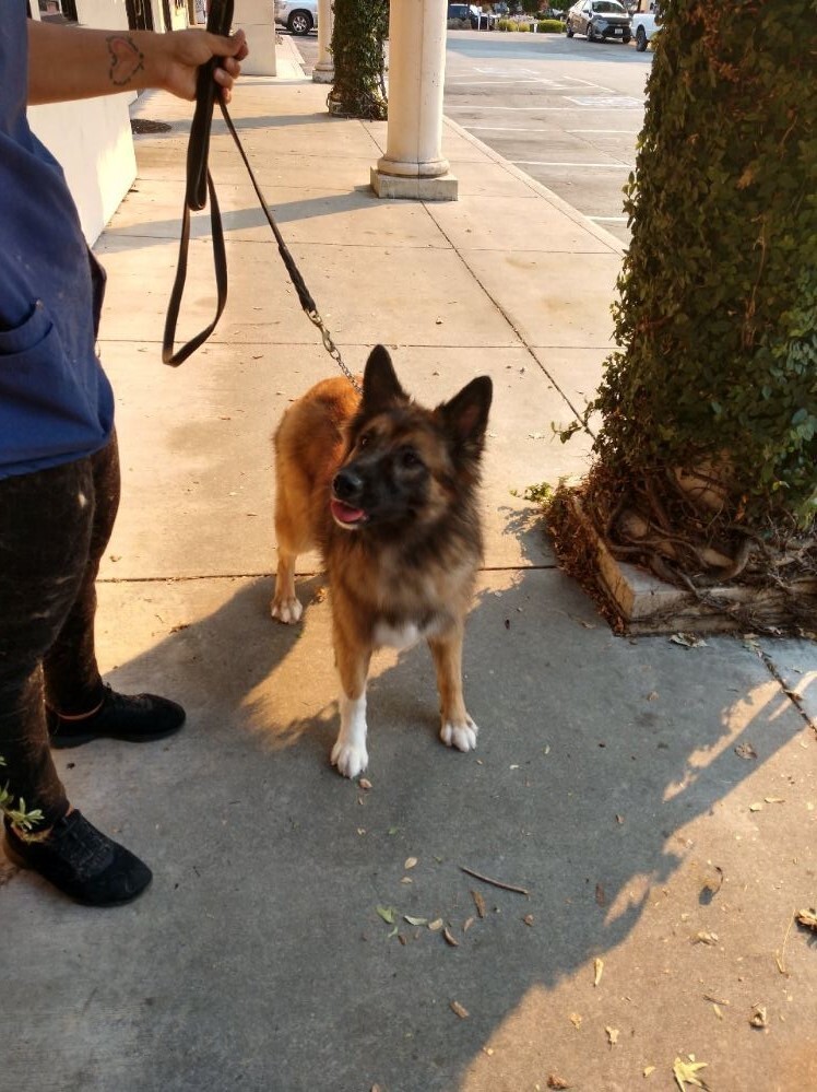 Maia, an adoptable German Shepherd Dog, Belgian Shepherd / Malinois in Ben Lomond, CA, 95005 | Photo Image 3