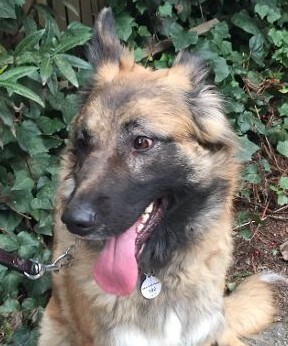 Maia, an adoptable German Shepherd Dog, Belgian Shepherd / Malinois in Ben Lomond, CA, 95005 | Photo Image 4