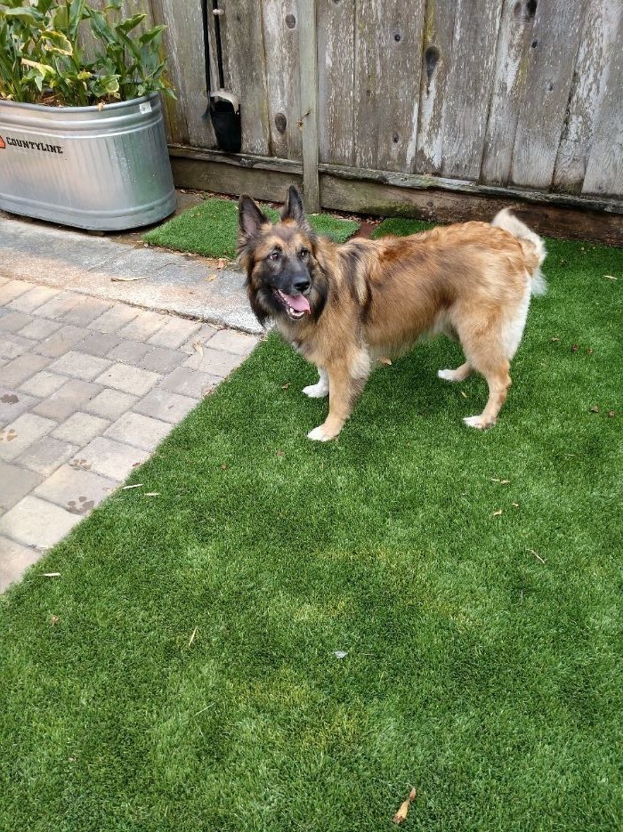 Maia, an adoptable German Shepherd Dog, Belgian Shepherd / Malinois in Ben Lomond, CA, 95005 | Photo Image 5