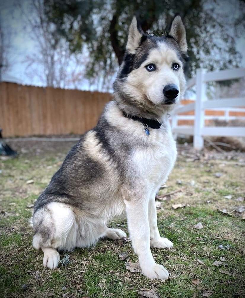 Cooper-URGENT FOSTER/ADOPTER NEEDED!!!, an adoptable Husky in Beaverton, OR, 97005 | Photo Image 4