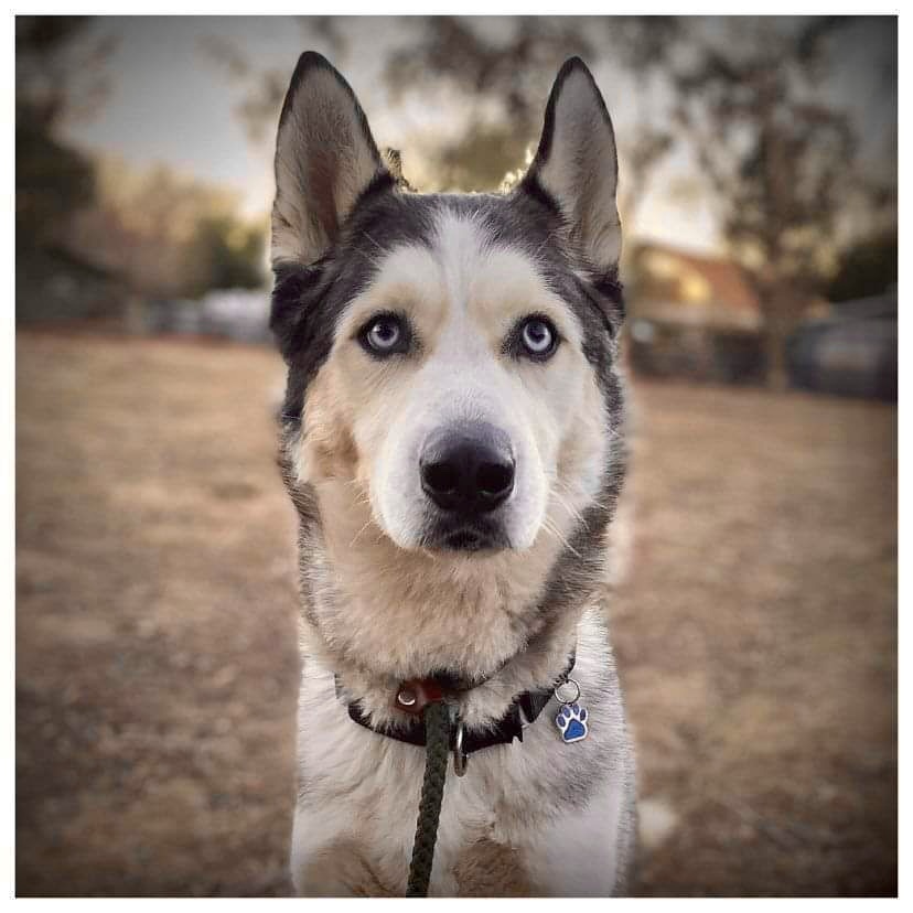 Cooper-URGENT FOSTER/ADOPTER NEEDED!!!, an adoptable Husky in Beaverton, OR, 97005 | Photo Image 5