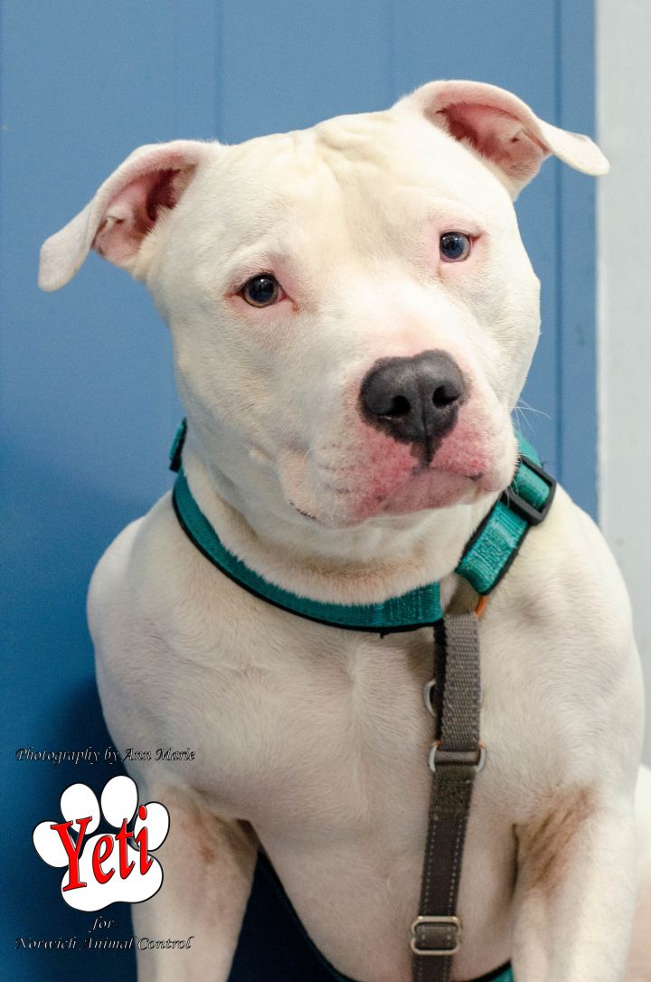 Dog For Adoption Yeti A Pit Bull Terrier Mix In Norwich Ct Petfinder