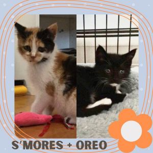 S'mores and Oreo