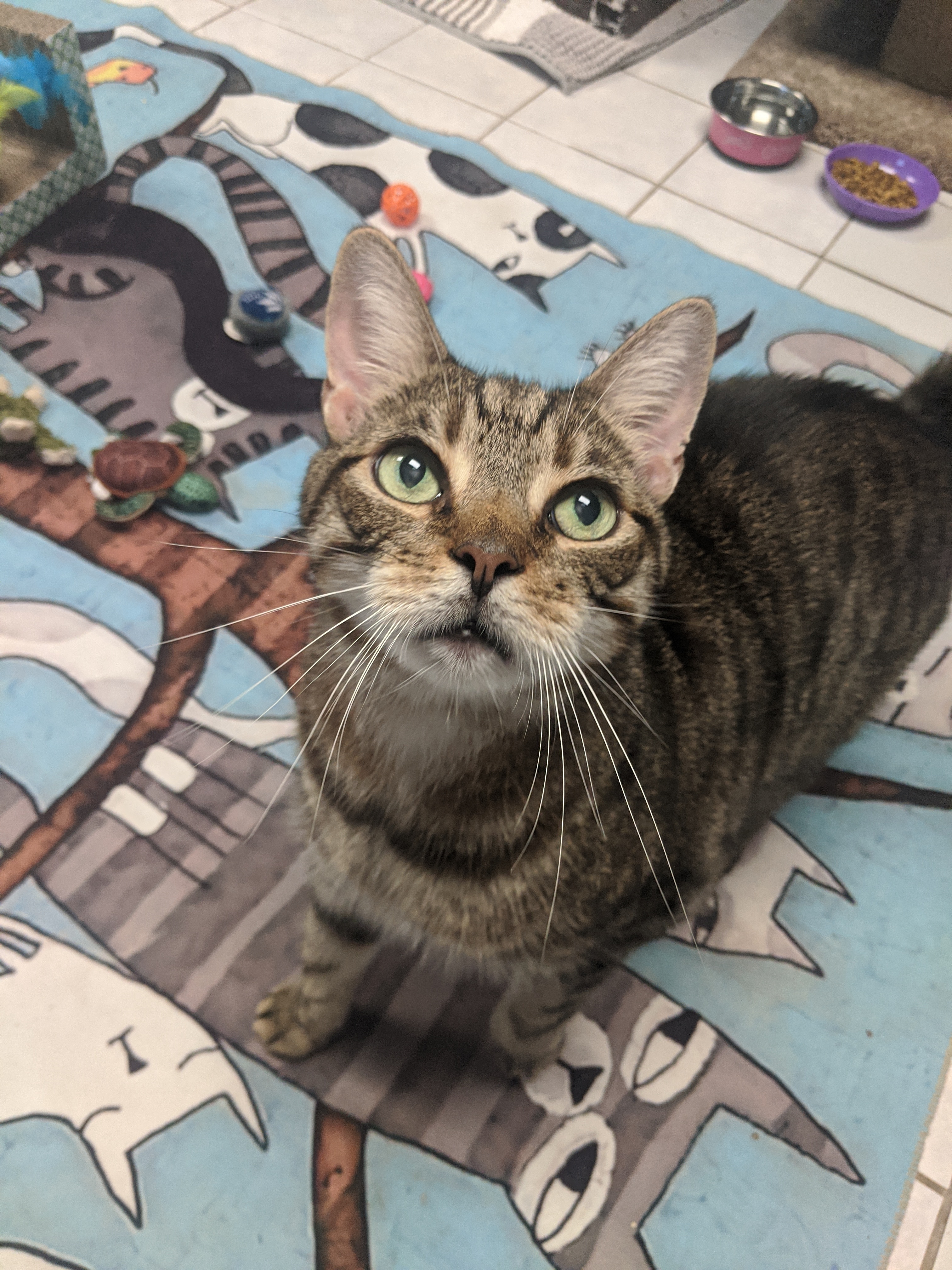 Kratos, an adoptable Tiger in Chepachet, RI, 02814 | Photo Image 1