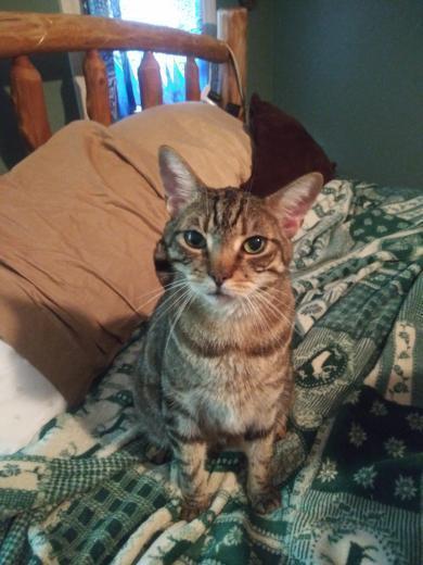 Kratos, an adoptable Tiger in Chepachet, RI, 02814 | Photo Image 5