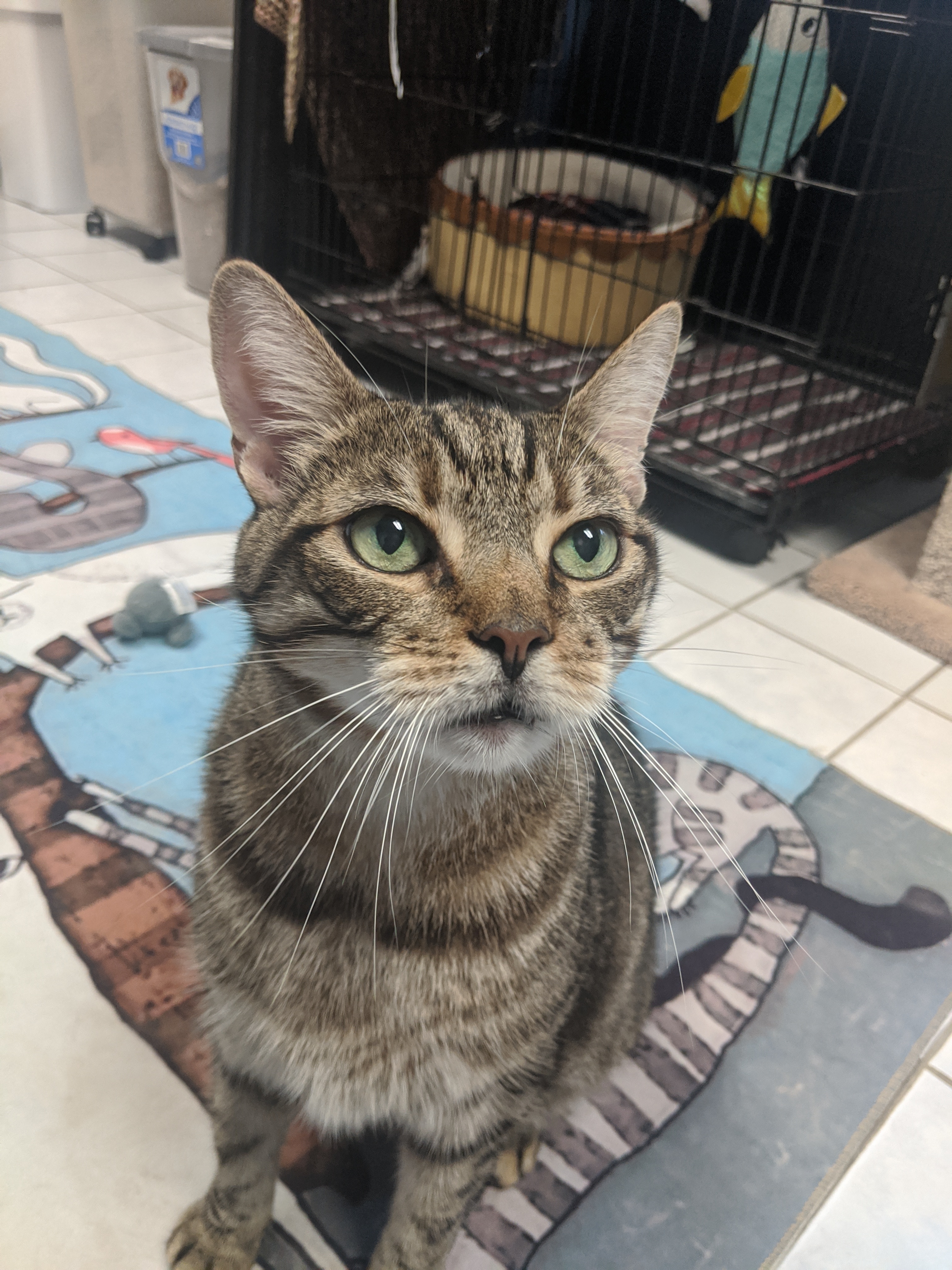 Kratos, an adoptable Tiger in Chepachet, RI, 02814 | Photo Image 6