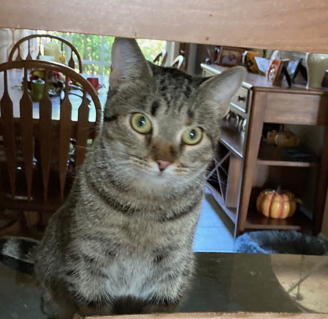 Sasha, an adoptable Domestic Short Hair in Land O Lakes, FL, 34639 | Photo Image 1