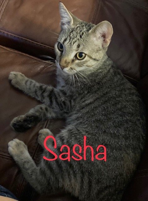Sasha, an adoptable Domestic Short Hair in Land O Lakes, FL, 34639 | Photo Image 2